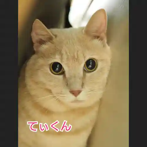 天王山 安楽寺(福井県)