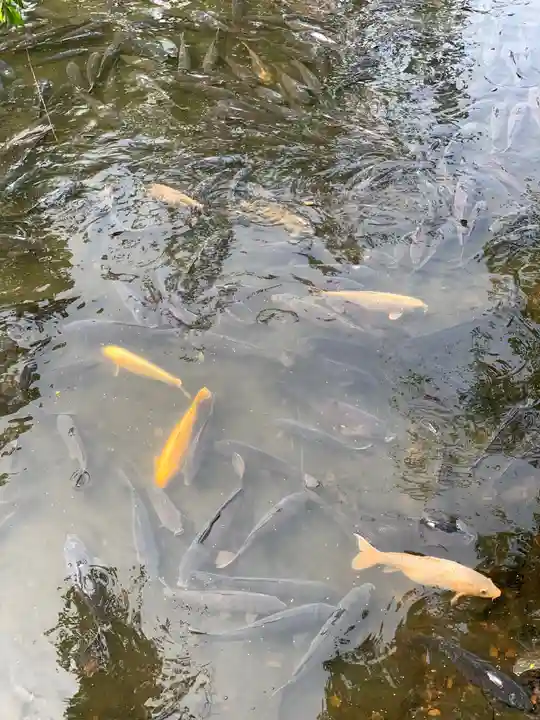 三嶋大社の動物