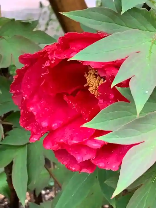 生田神社(兵庫県)