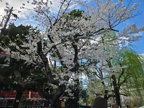 浅草神社の自然
