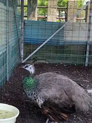 福井県護国神社(福井県)