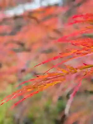 妙法寺(東京都)