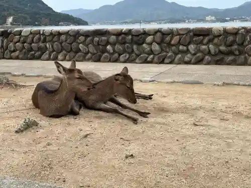 厳島神社(広島県)
