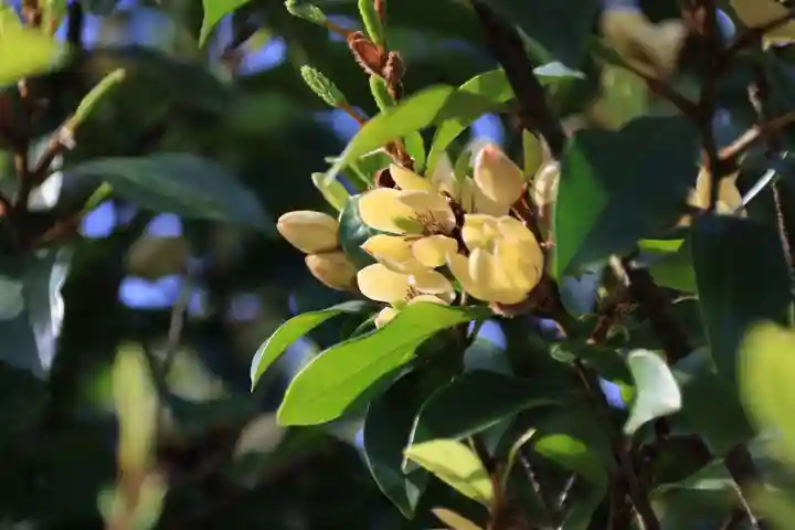 阿邪訶根神社の自然