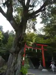 月読神社（松尾大社摂社）の鳥居