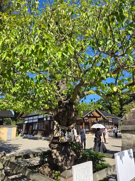 射水神社の自然