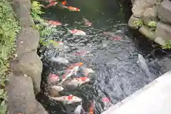 浅草寺の動物