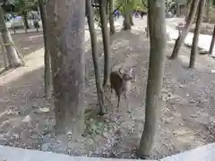 春日大社の動物