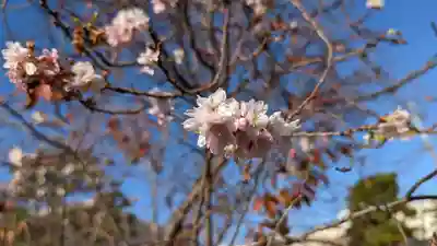 妙蓮寺(京都府)