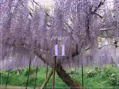 天台宗 五大山 白毫寺(兵庫県)