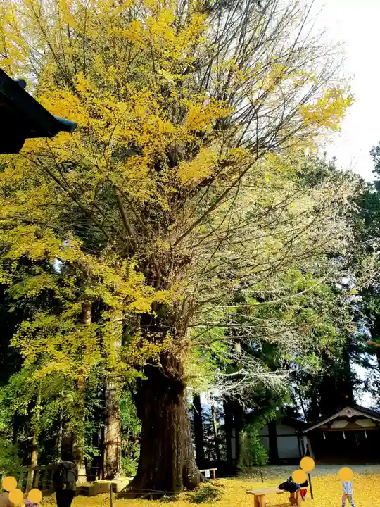 北口本宮冨士浅間神社の自然