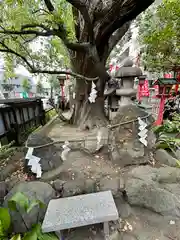 若一神社の自然