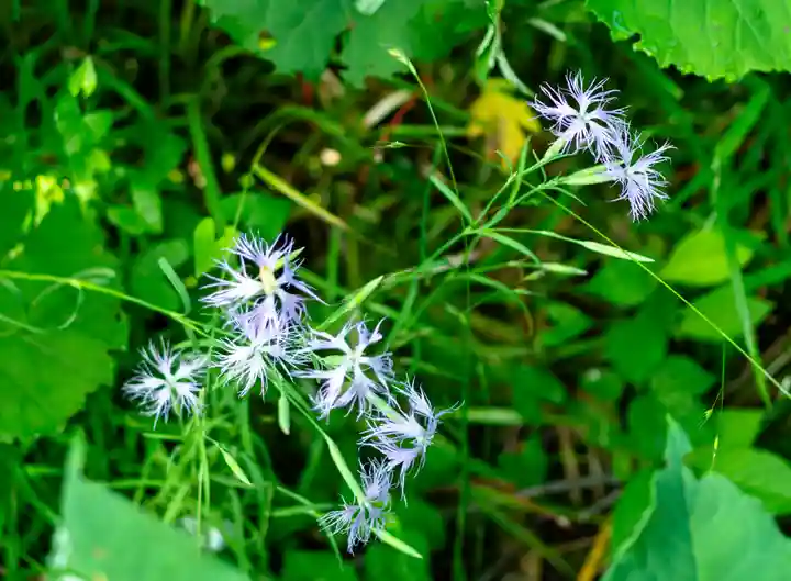 白山比咩神社 奥宮(石川県)