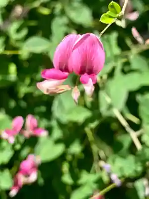 城南宮(京都府)