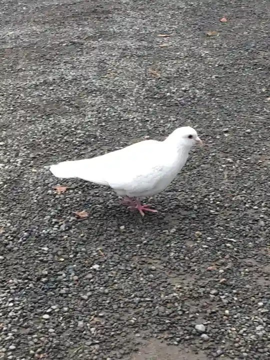 鶴岡八幡宮の動物