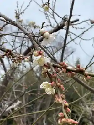 大覚寺(京都府)