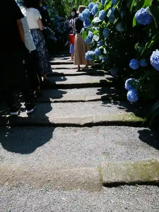 明月院(神奈川県)