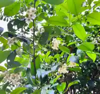 手力雄神社(岐阜県)