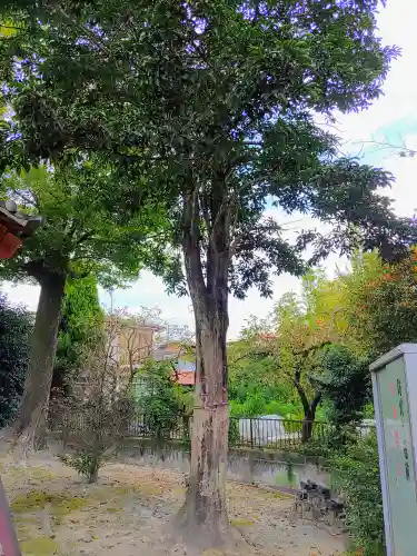 竹生島神社の自然