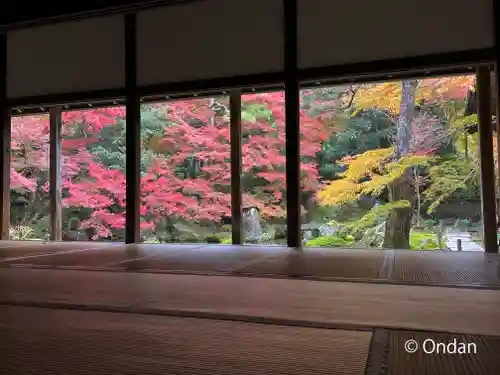 蓮華寺（洛北蓮華寺）の庭園