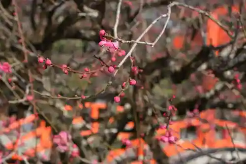 賀茂御祖神社（下鴨神社）の自然