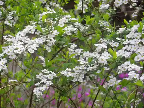 安國論寺（安国論寺）の自然