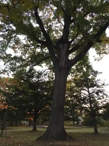 厚別神社の自然