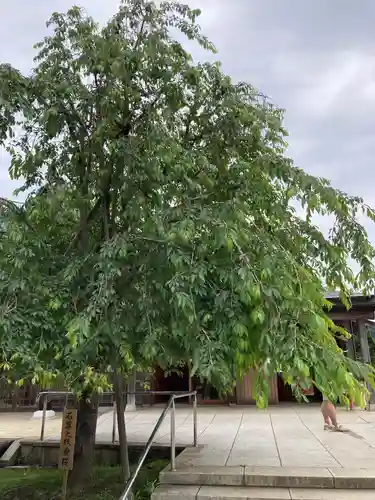 大山阿夫利神社の自然