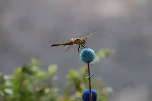 高司神社〜むすびの神の鎮まる社〜の自然