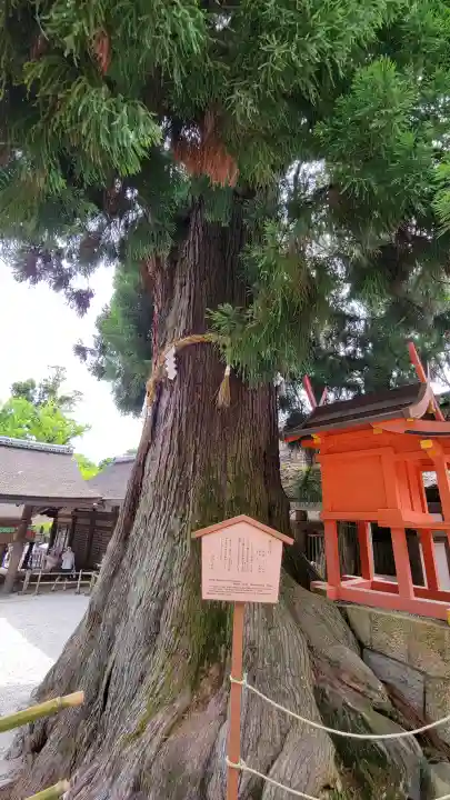 春日大社の{uncategorized: "未分類", other: "その他", undefined: "問題あり", building: "その他建物", grave: "お墓", sacred_gate: "鳥居", guardian: "狛犬", statue: "像", buddha: "仏像", history: "歴史", nature: "自然", garden: "庭園", animal: "動物", pagoda: "塔", temizu: "手水舎", mountain_gate: "山門・神門", sanctuary: "本殿・本堂", subordinate: "末社・摂社", art: "芸術", scenery: "景色", jizo: "地蔵", ema: "絵馬", goshuin: "御朱印", omikuji: "おみくじ", items: "授与品その他", amulet: "お守り", goshuincho: "御朱印帳", eats: "食事", festival: "お祭り", votive_dance: "神楽", shichigosan: "七五三参", wedding: "結婚式", experience: "体験その他", initially: "初詣", around: "周辺", anti_infection: "感染症対策"}
