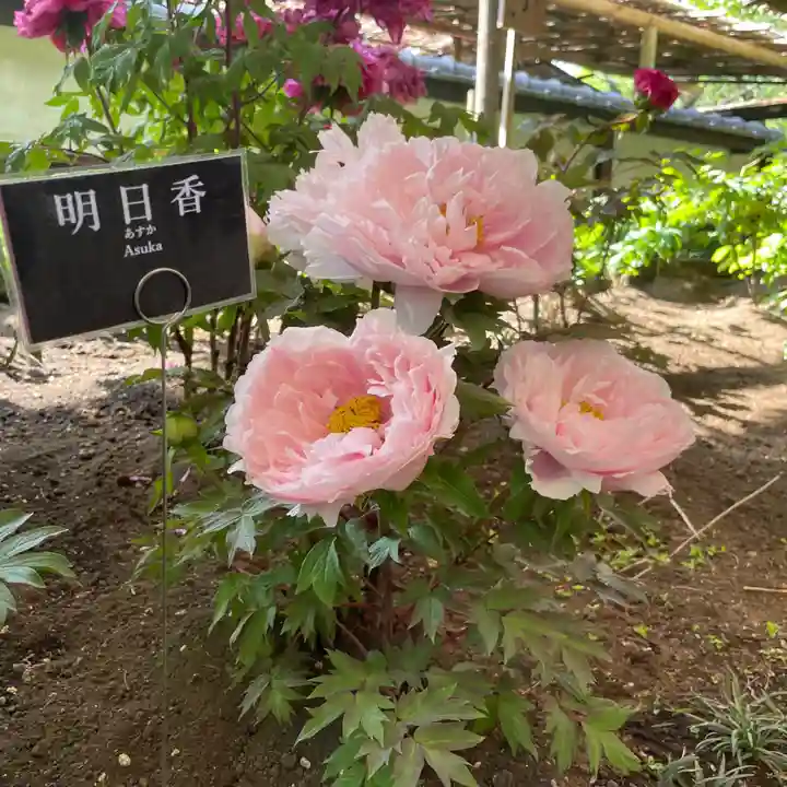 上野東照宮の庭園