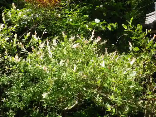 黄梅院（円覚寺塔頭）の自然