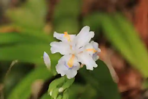 立鉾鹿島神社の自然