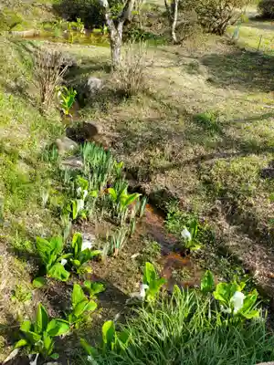 普門院（文知摺観音）の自然