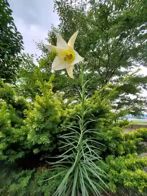 大山祇神社の自然