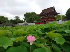 伊賀八幡宮の自然