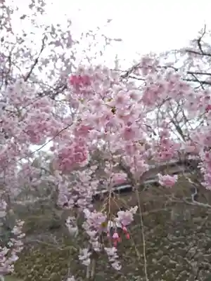 勝持寺（花の寺）(京都府)