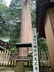 事任八幡宮の自然