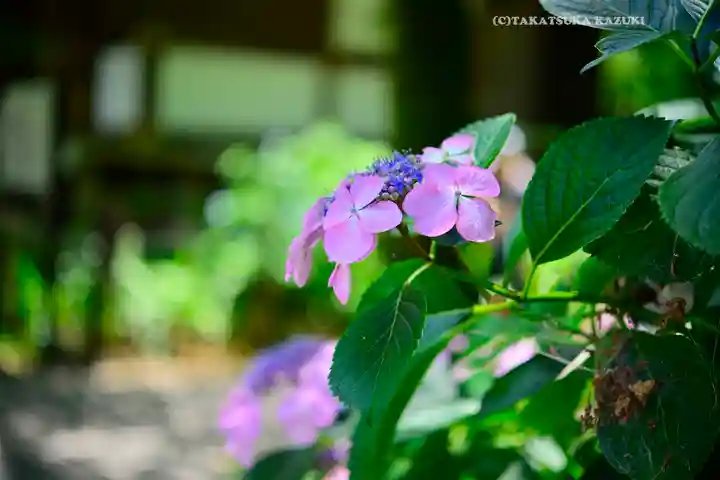 高幡不動尊 金剛寺(東京都)