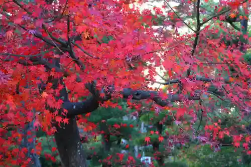 開成山大神宮の自然