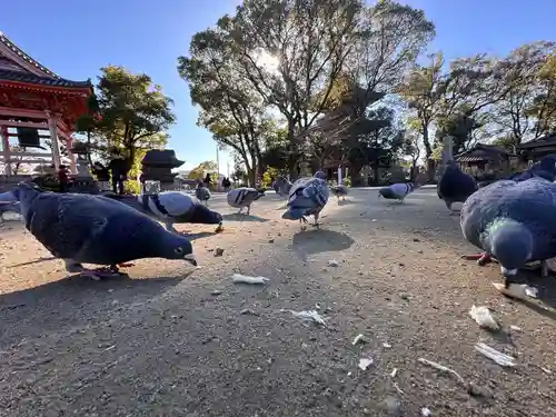 甚目寺(愛知県)
