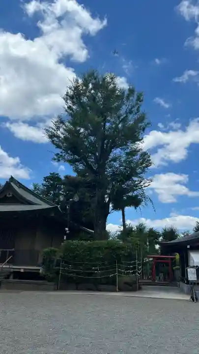 井草八幡宮(東京都)