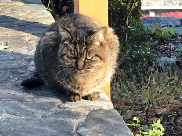 王子神社の動物