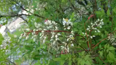 雲見浅間神社（原）の自然