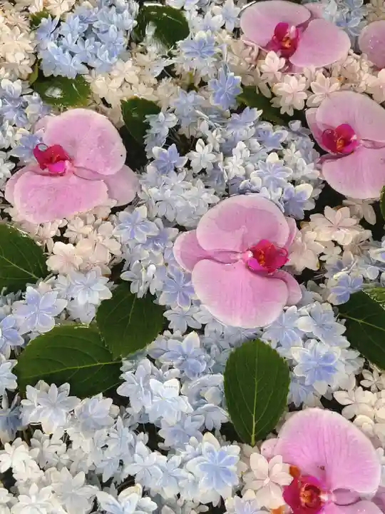 高円寺氷川神社の自然