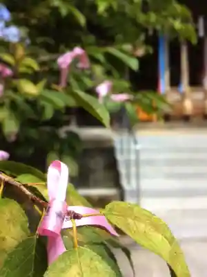 桜神宮(東京都)