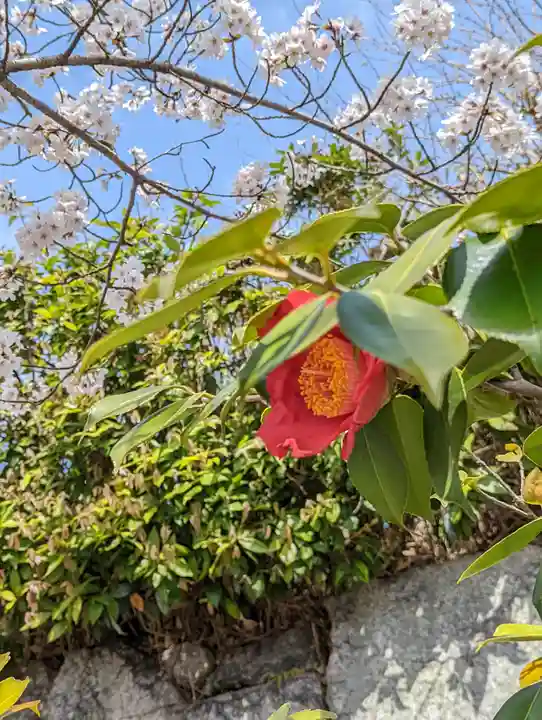くろ谷 金戒光明寺(京都府)