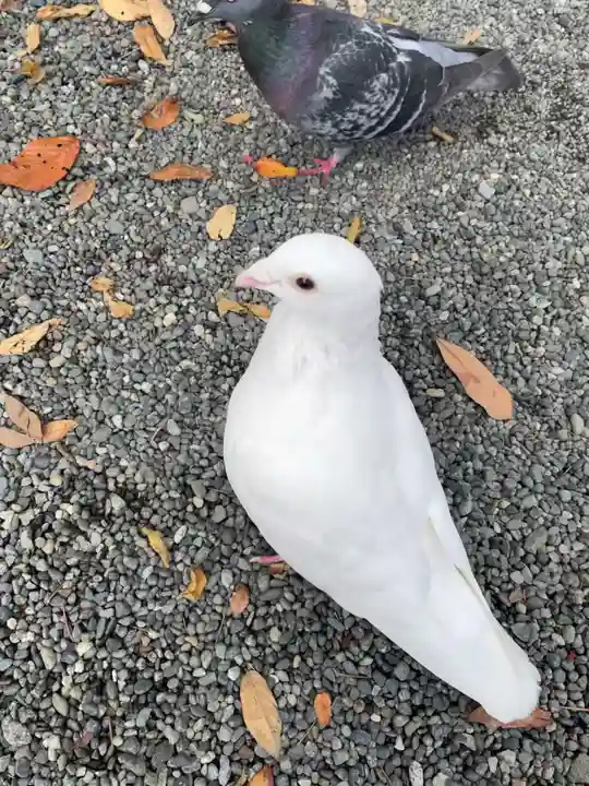 旗上弁財天社の動物
