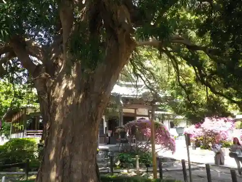 安養院　(田代寺）の自然