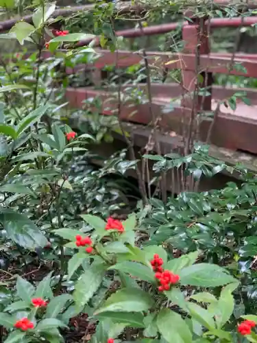 赤坂氷川神社の自然